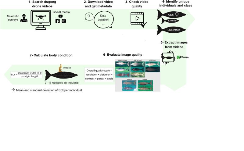 ما وراء الصور الجوية: كيف كشفتُ وفريقي عن الحقيقة الصادمة لصحة حيوان الأطوم حول العالم